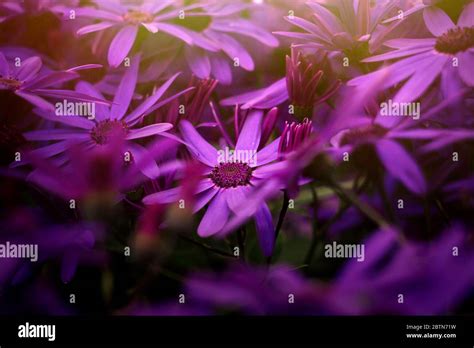 Amazing Beautiful Purple Flowers In Close Up View With Magical Warm