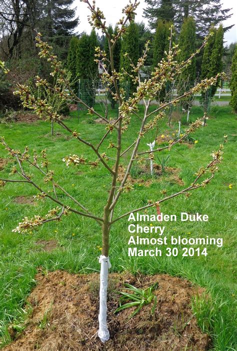 growing greener in the pacific northwest fruit tree blossom times 3 30 14