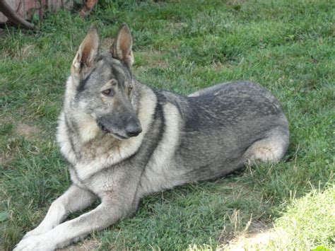 Sable german shepherds are german shepherds that are either tan or red, with black tipped or all black hairs dispersed over their body. Animal Care Planet: The Color of German Shepherd Dogs