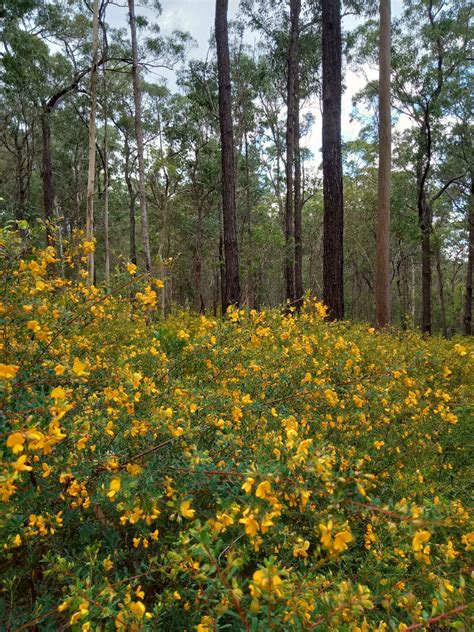 Things To Do Daisy Hill Conservation Park Parks And Forests Department Of Environment