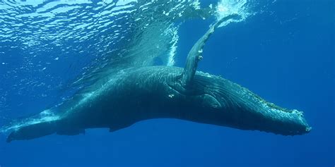 Contact Hawaiian Islands Humpback Whale National Marine Sanctuary