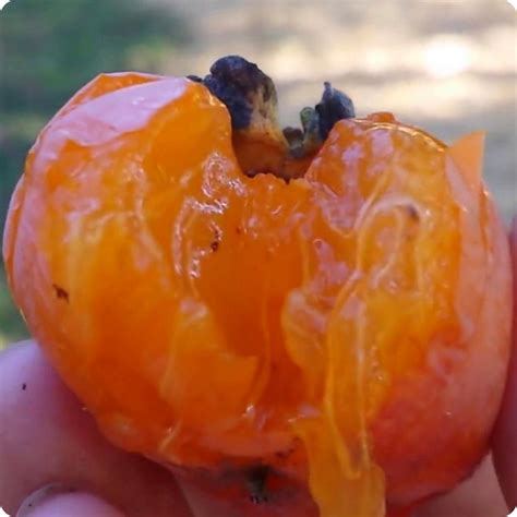 Persimmon Seeds North American Diospyros Virginiana Heirloom