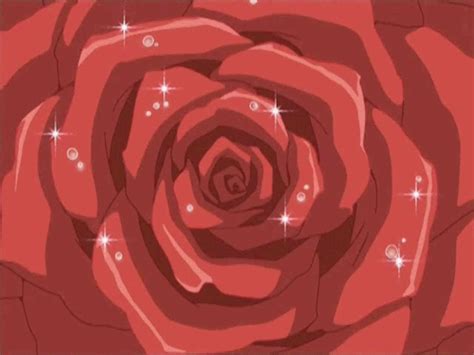 Roses  On Tumblr