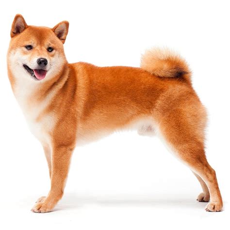 Why Are Shiba Inus So Popular In Japan
