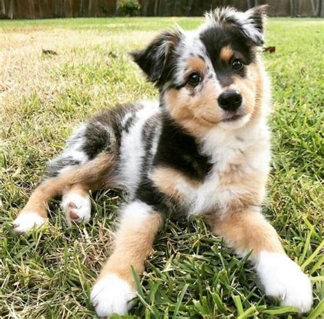 Australian Shepherd Puppies Cute Pictures And Facts Dogtime Shepherd