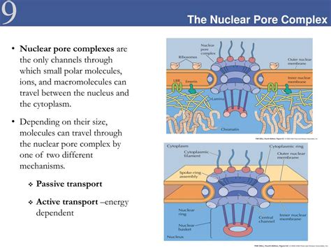 Ppt The Nucleus Nuclear Organization Nuclear Envelope And Molecular