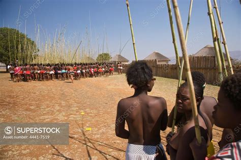 zulu girls in traditional dress delivering reeds to the king as symbols of their virginity at