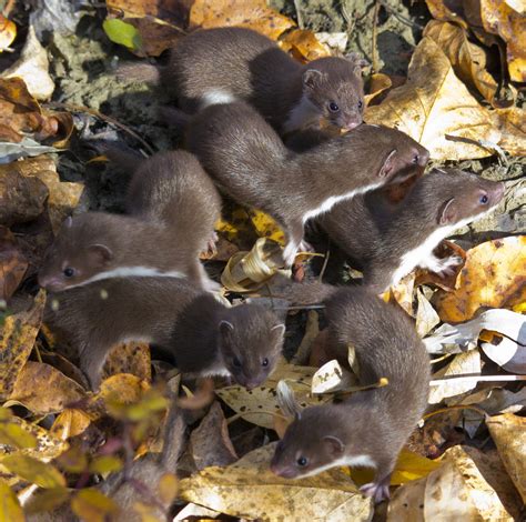 Lasica Mala Weasel Ova Mala životinjica Svakako Je Posebna Na Svoj