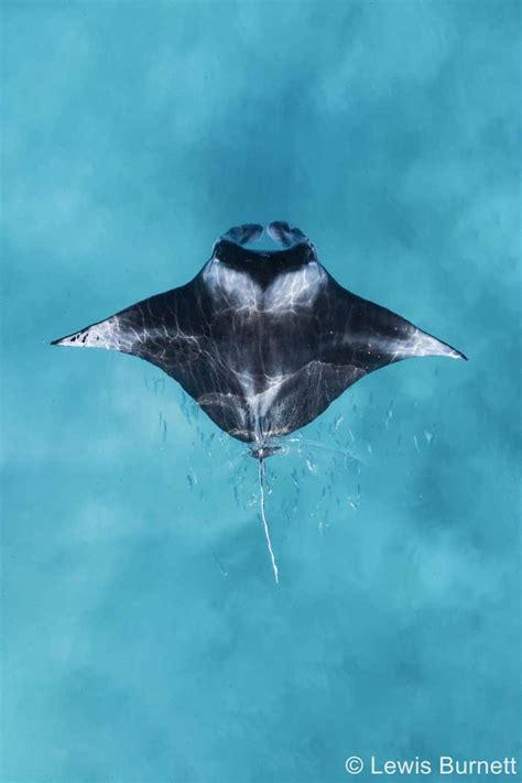 See This Award Winning Shot Of A Reef Manta Ray Taken By A Drone