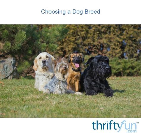 Choosing A Dog Breed Thriftyfun