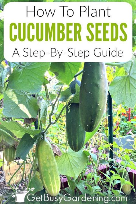 By growing multiple vines per mound, they intertwine for added strength. How To Plant Cucumber Seeds: A Step-By-Step Guide ...
