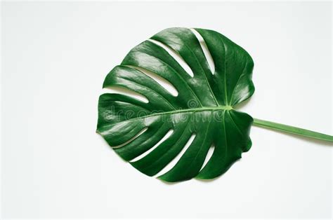 Green Monstera Tropical Leaf On Black Background Flat Lay Stock Photo