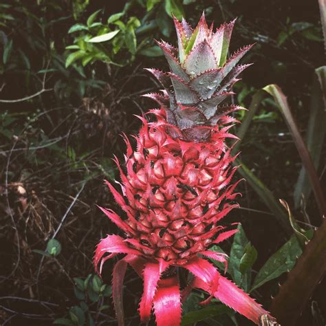 ≡ Pink Pineapples Exist And You Didnt Tell Me About It First Brain Berries