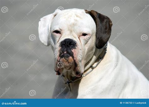White Boxer Dog Stock Photos Image 1136733