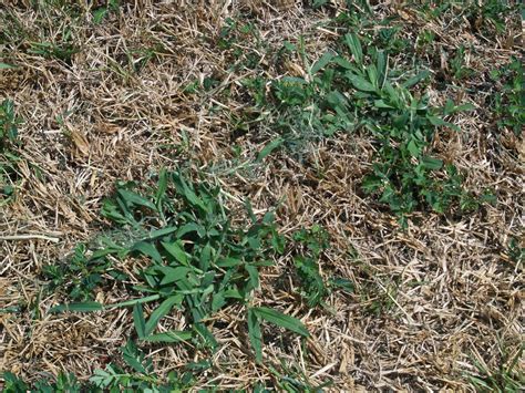 Augustine is a turfgrass that makes for a thick green lawn, especially in warm coastal areas like florida, the carolinas, and southern california. Watch Out for Chinch Bugs | East Texas Gardening