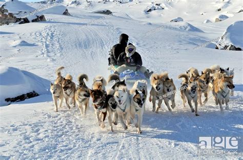 Sled Dog Tour To The Ilulissat Fjord Greenland Arctic North America