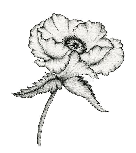 Vintage Red Poppy Flower And Ink Poppy Drawing Botanical Hand Drawn