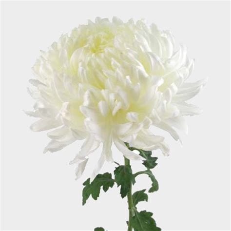 Football Mum White Flower Wholesale Blooms By The Box