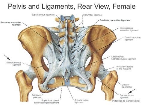 Pelvis Anatomy Recon Orthobullets