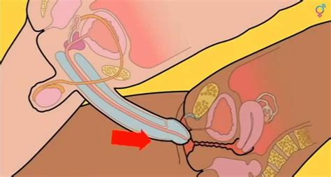 How To Insert Penis In Vagina Telegraph