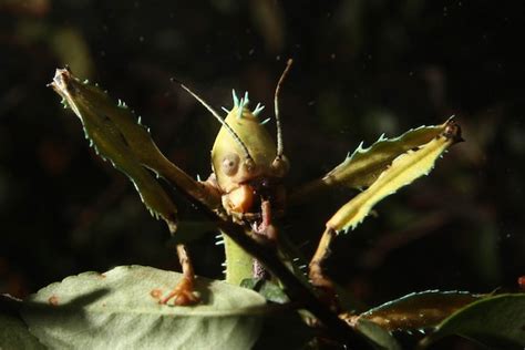 Giant Spiny Leaf Insect