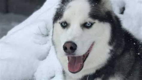 What Is Snow Nose In Husky Dogs Hike With Halo