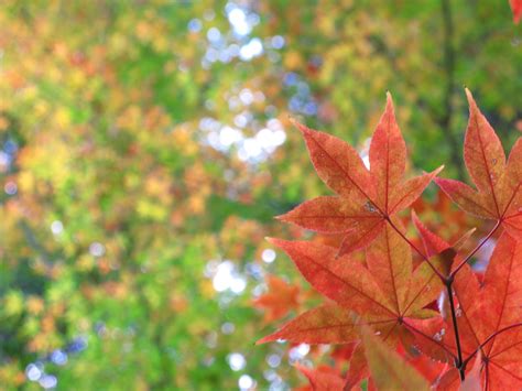 Free Images Nature Branch Sunlight Flower Green High Autumn