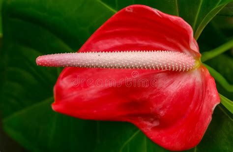 Anthurium Tropical Plant Blooming With Red Flowers Close Up Stock