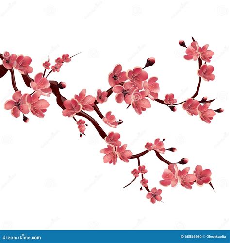 Cherry Tree Branch In Blossom Vector Illustration 54411924