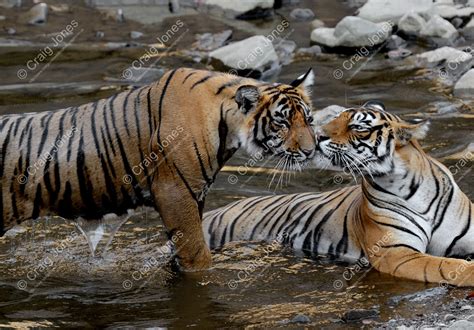 Tigers Kissing In Tiger Prints Craig Jones Wildlife Photography