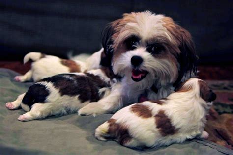 Bayside Ramblings Shih Tzu Maltese Puppies