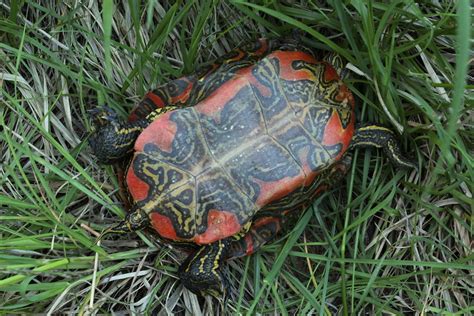 To incubate painted turtle eggs, you must keep them at the appropriate temperatures and the correct moisture levels. Wandering painted turtles seeking place to lay eggs ...
