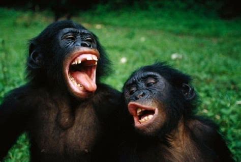 Sbadigli contagiosi tra le scimmie bonobo