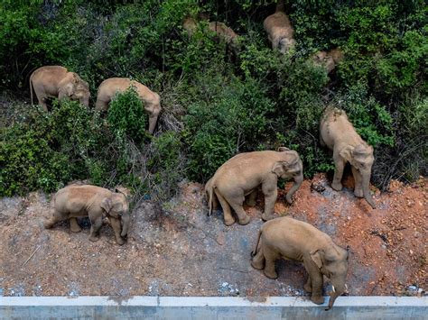 Elephants Wandered Hundreds Of Miles Into A Chinese City Nobody Knows