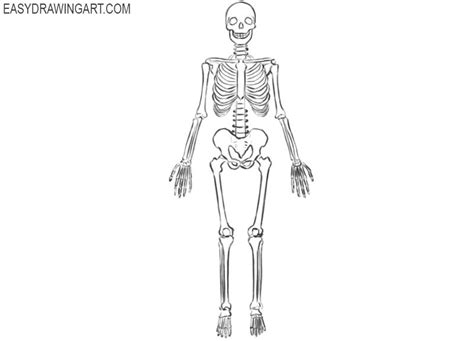 How To Draw A Skeleton Easy Drawing Art Skeleton Drawings Skeleton