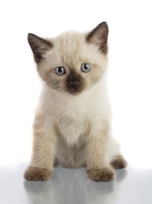 When introduced in london they were called, an unnatural in celebration of april 6 as national siamese cat day, here's 10 things to know about the sleek and stylish breed. The Animals Need Us | Animals Know!