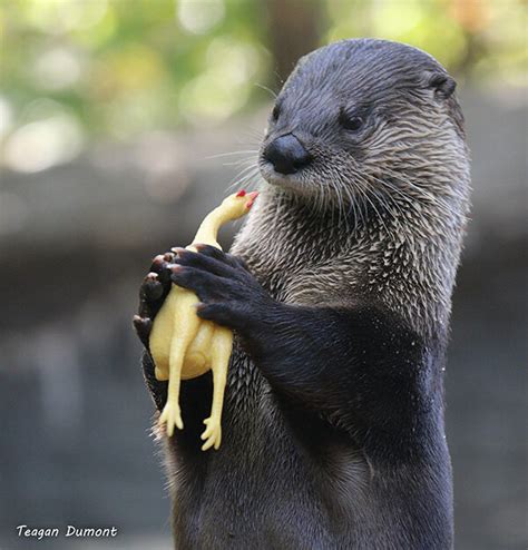 So You Humans Consider This Thing Comedy Huh — The Daily Otter
