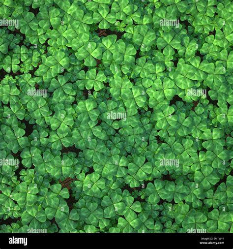 Four Leaf Clover Field For Background Stock Photo Alamy