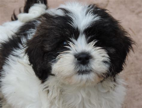 They are dewormed, given first shots and vet checked. Shih Tzu Puppies For Sale. Ready now. | Leeds, West ...