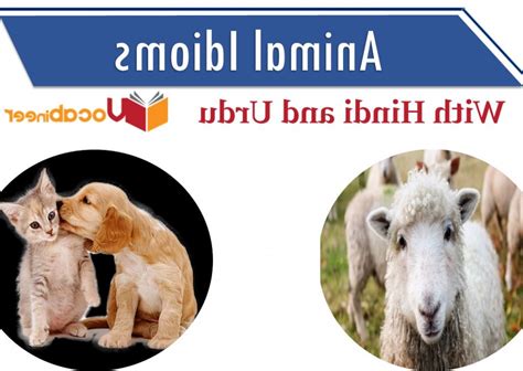 Placental Mammals Meaning In Hindi - The Best Dogs And Cats