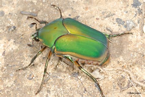Green June Beetle Vol 5 No 17 Mississippi State University