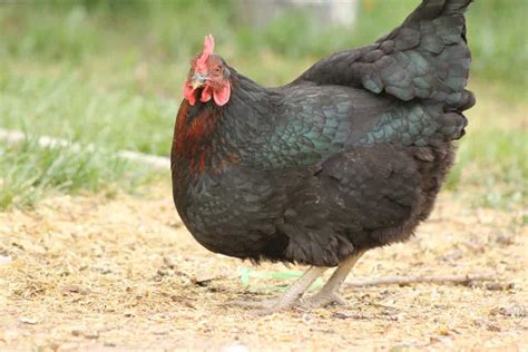 Black Sex Link Chicken Eggs Height Size And Raising Tips Free Nude