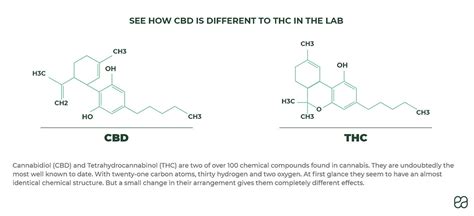 cbd vs thc learn the differences endoca© cbd