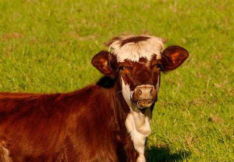 Hd Wallpaper Calf Cattle Stock Brown White Young Face Field