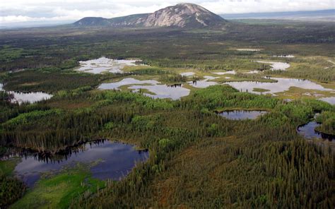Progress In Canadas Boreal Forest Shows We Can Protect Half Of Nature
