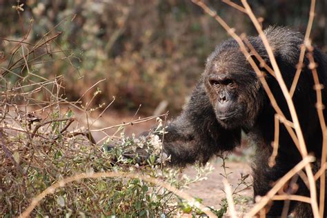 Aggressive Male Chimpanzee Image Eurekalert Science News Releases