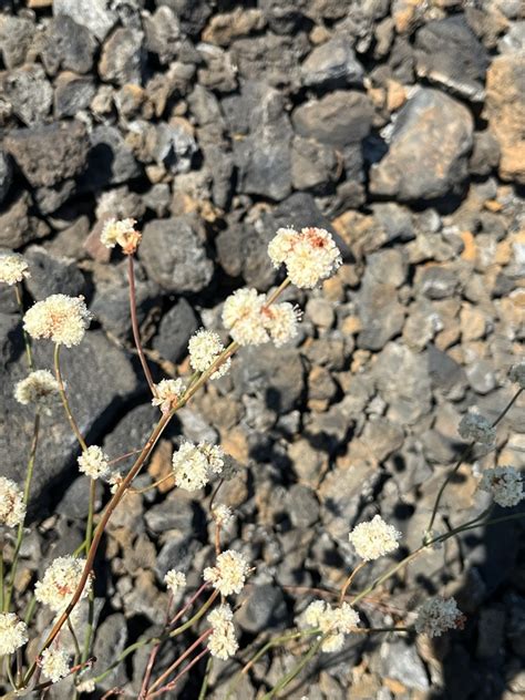 Naked Buckwheat From Lassen Volcanic Wilderness Westwood CA US On