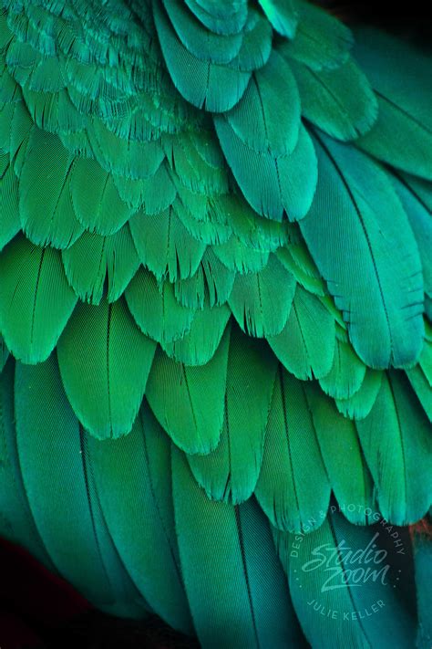Die Besten 25 Parrot Feather Ideen Auf Pinterest