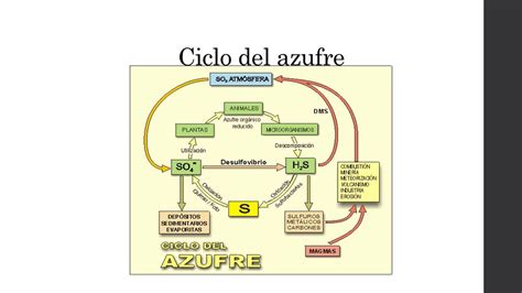 Ciclo Del Azufre — Wikisabio