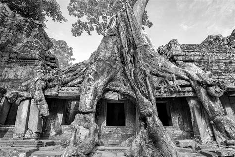 In The Grasp Cambodia Timm Chapman Photography